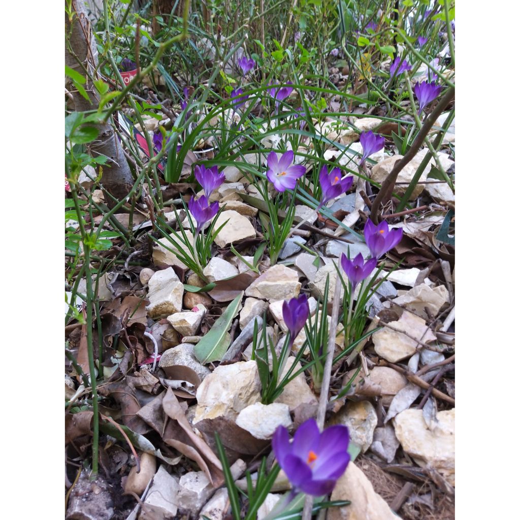 Crocus Mammouth Remembrance