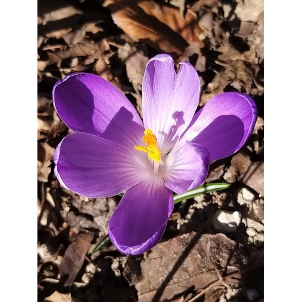 Crocus Mammouth Remembrance