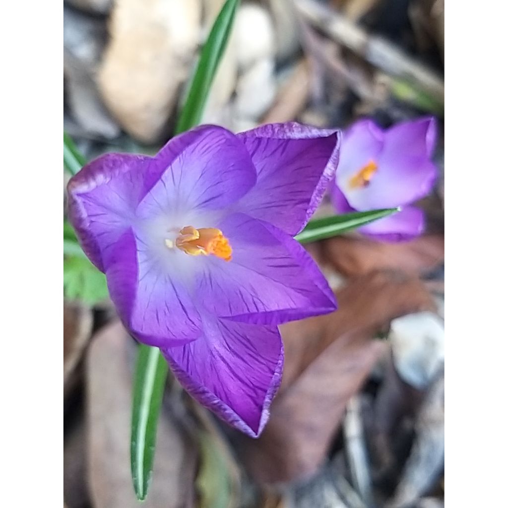 Crocus Mammouth Remembrance