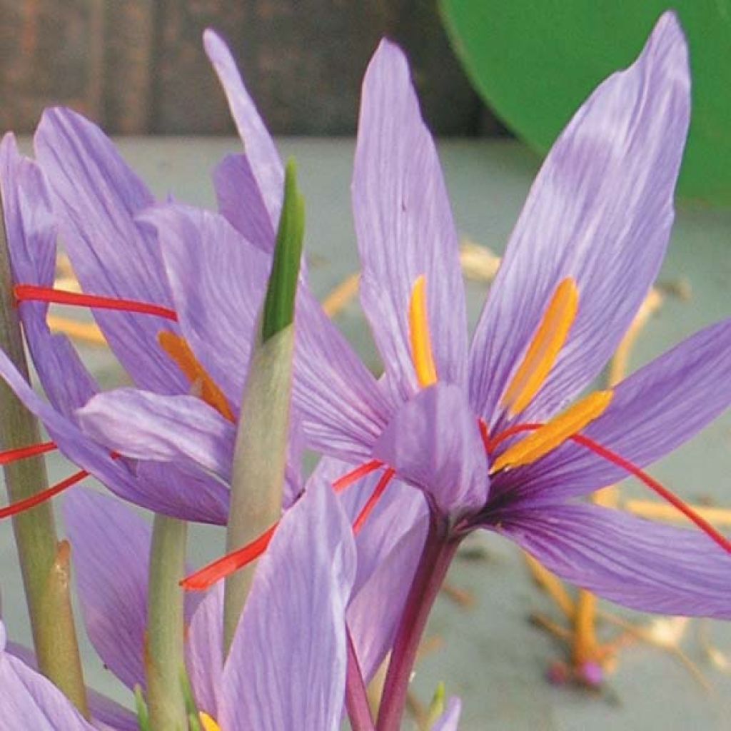 Crocus sativus - Safran