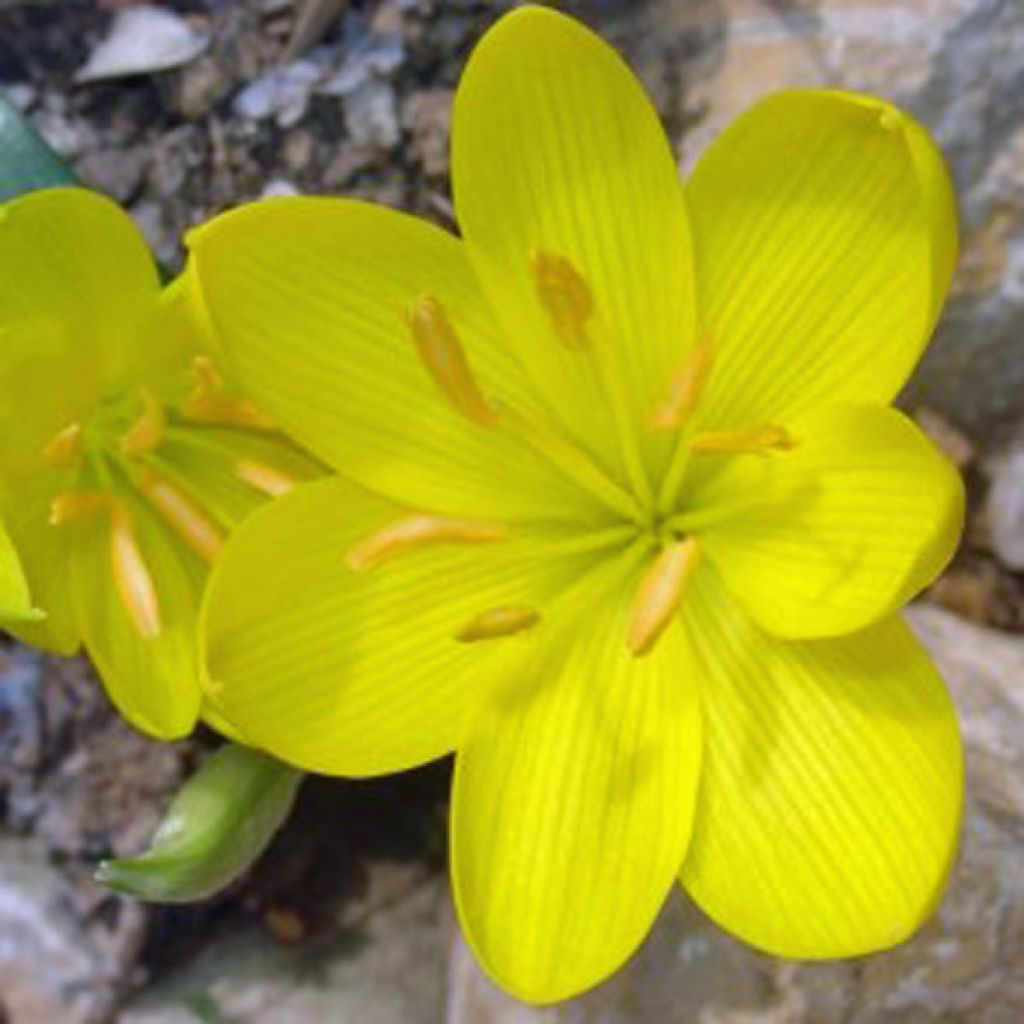 Sternbergia Lutea (faux crocus)