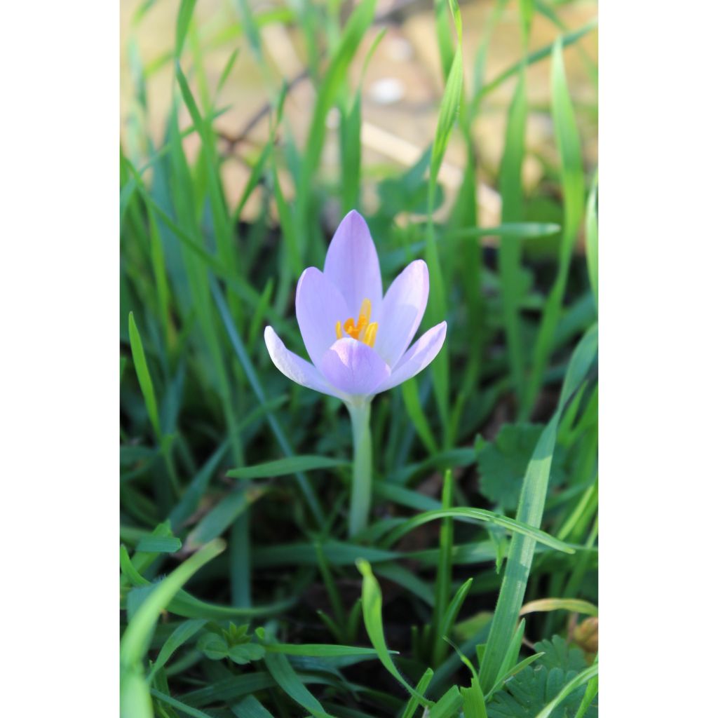 Crocus tommasinianus Barr's Purple