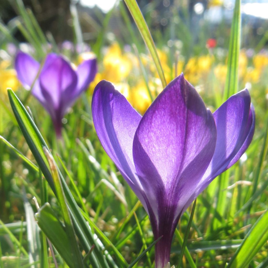 Crocus tommasinianus Ruby Giant