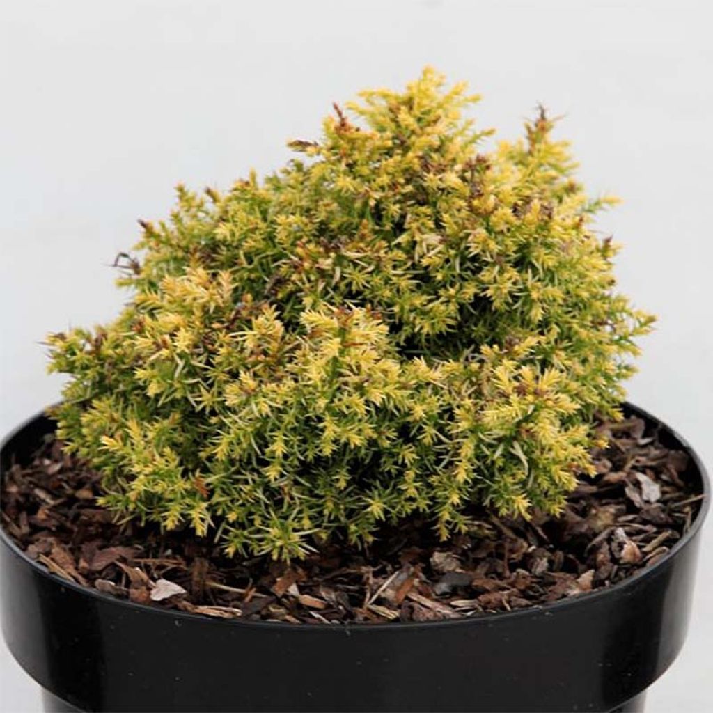 Cryptomeria japonica Twinkle Toes