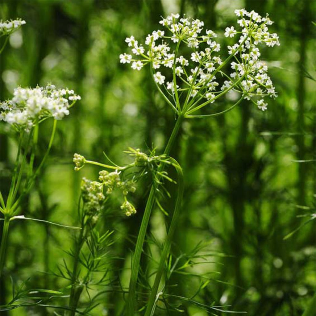 Cumin AB - Ferme de Ste Marthe