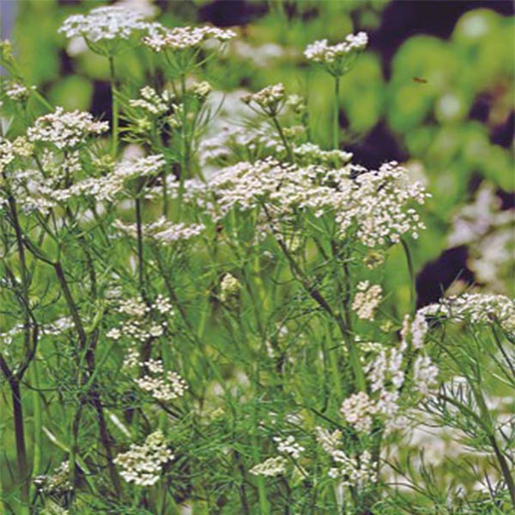 Carvi ou cumin des prés, connu pour ses graines : plantation, culture,  entretien