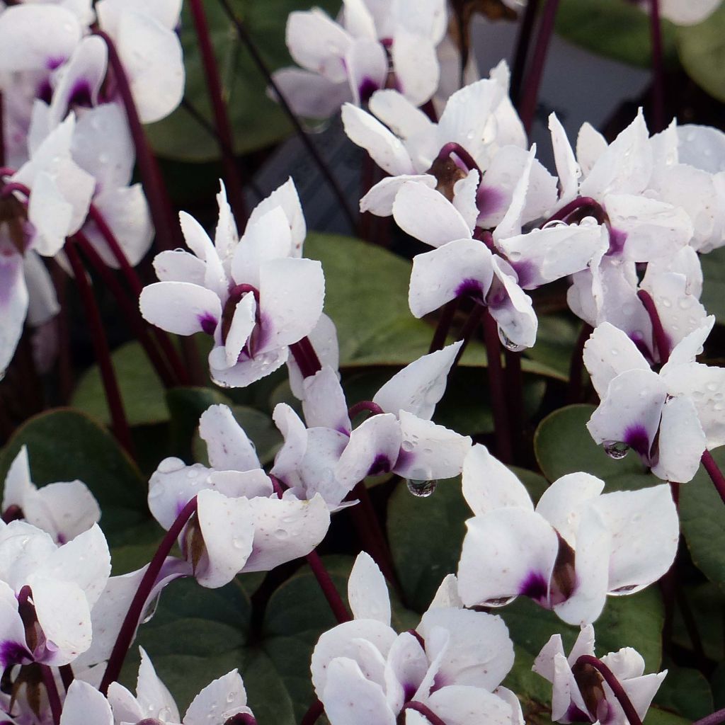 Cyclamen coum Blanc