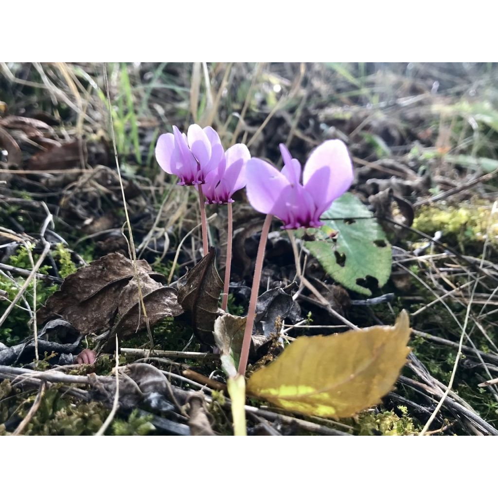 Cyclamen de Naples rose