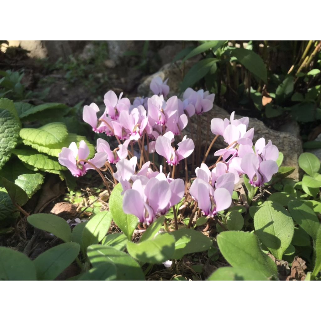 Cyclamen de Naples rose