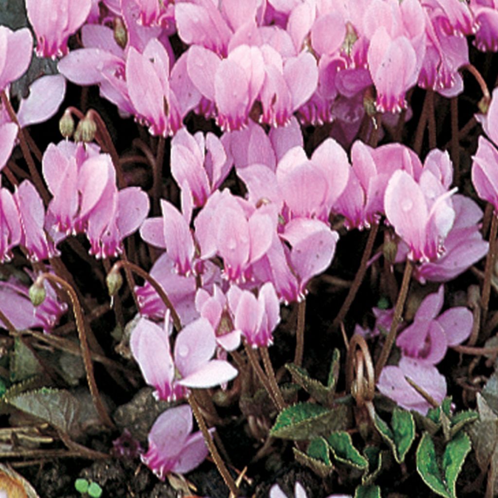 Cyclamen de Naples rose