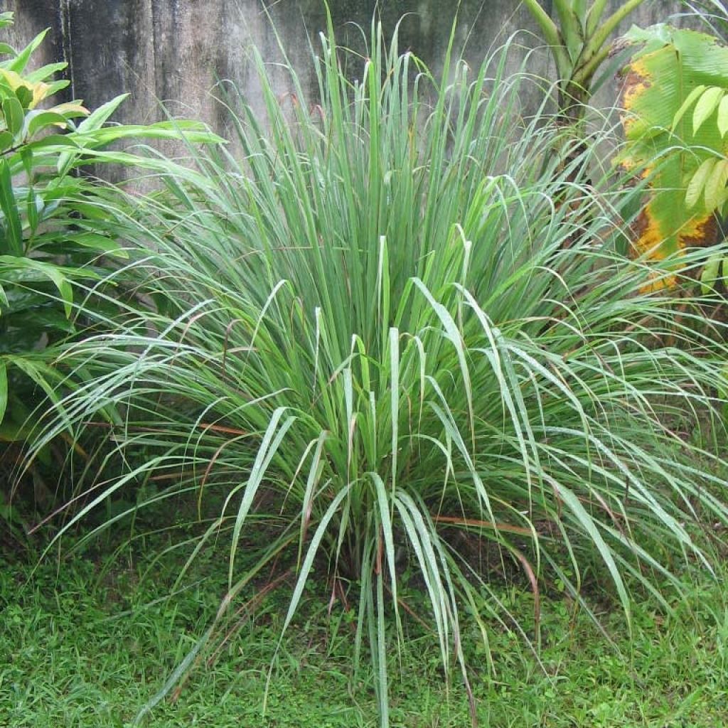 Citronnelle de Madagascar - Cymbopogon citratus en plants