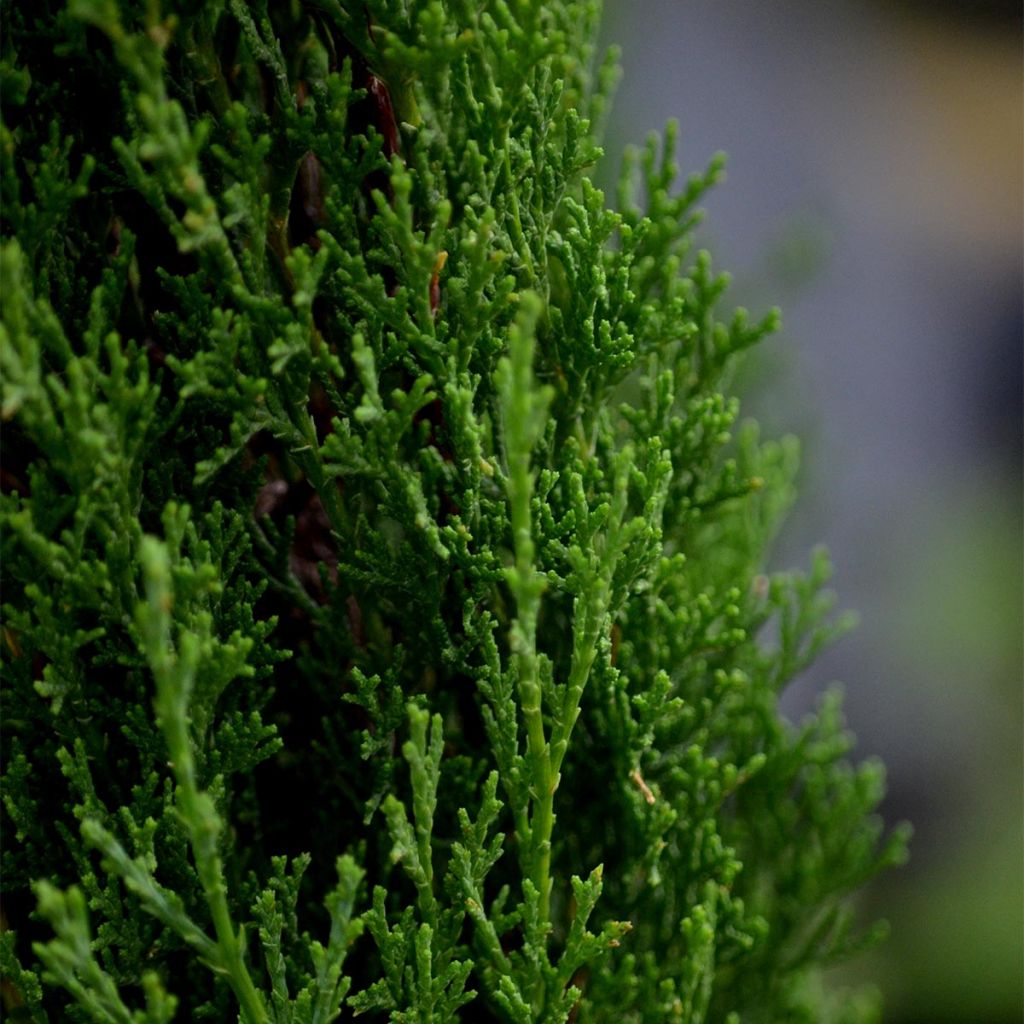 Cyprès d'Italie Totem, Cupressus sempervirens