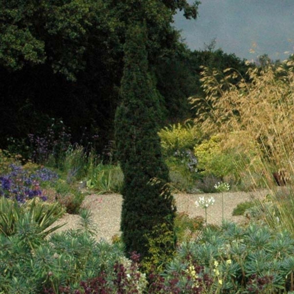 Cyprès d'Italie Totem, Cupressus sempervirens