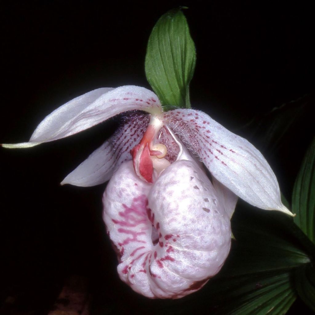 Cypripedium formosanum - Sabot de Vénus de Formose