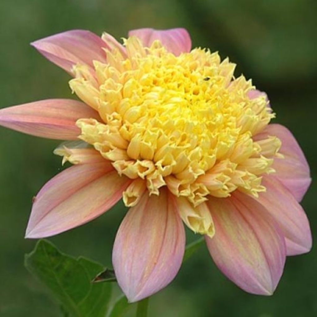 Dahlia Honey