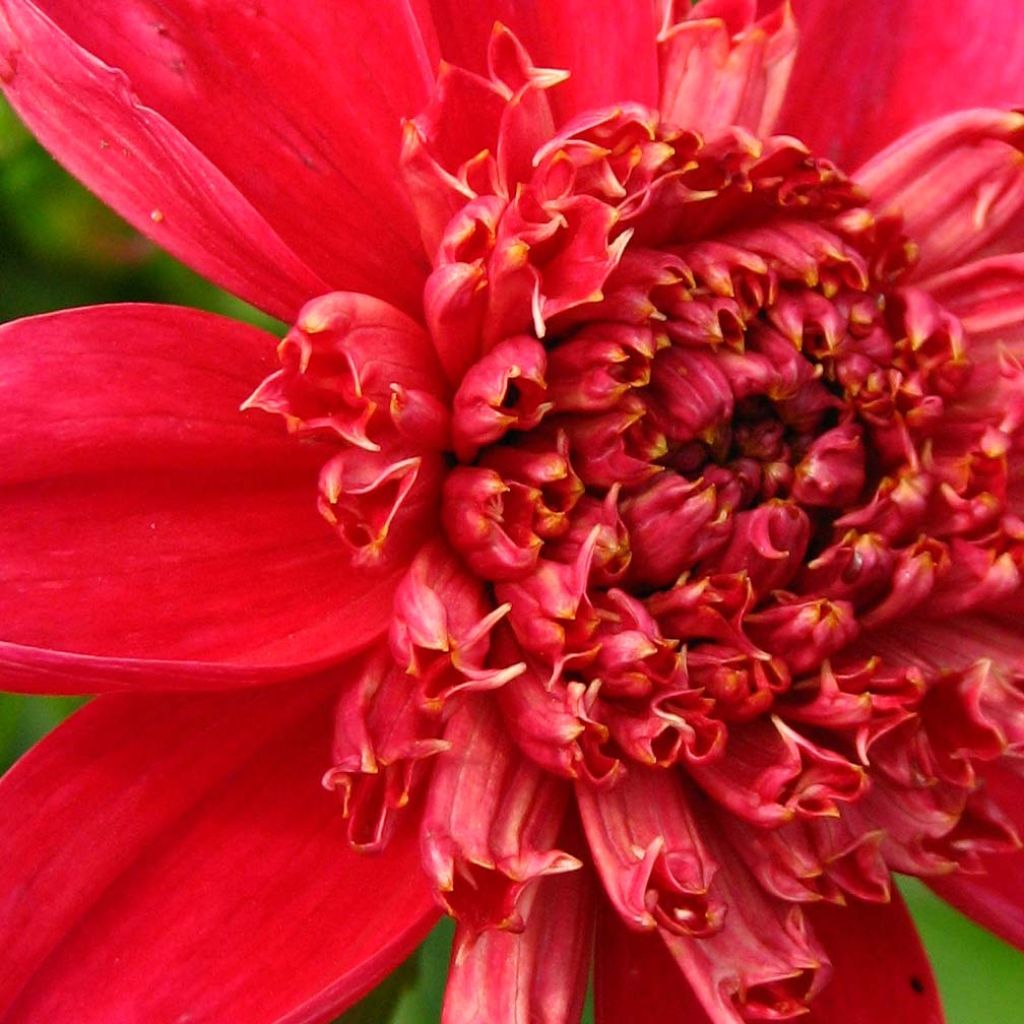 Dahlia anémone Inca