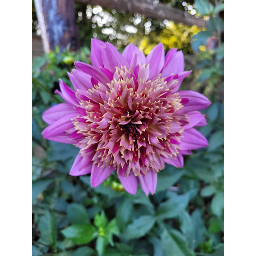 Dahlia Anémone Mambo