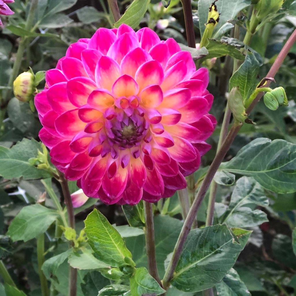 Dahlia balle Hapet Daydream