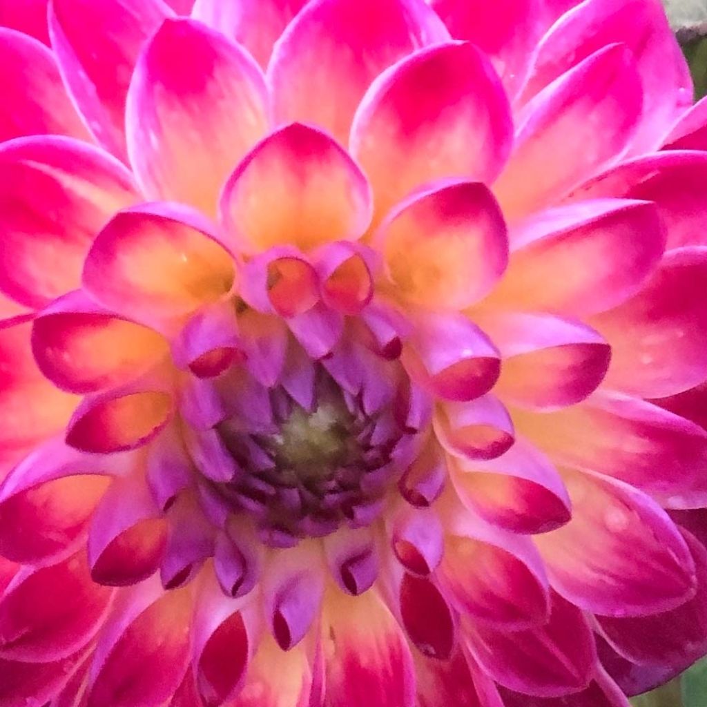 Dahlia balle Hapet Daydream