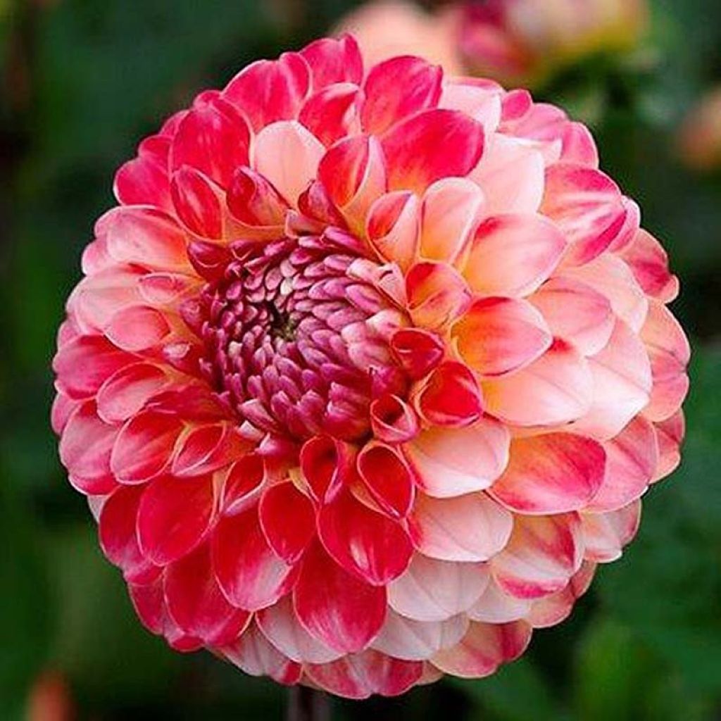 Dahlia balle Hollyhill Calico