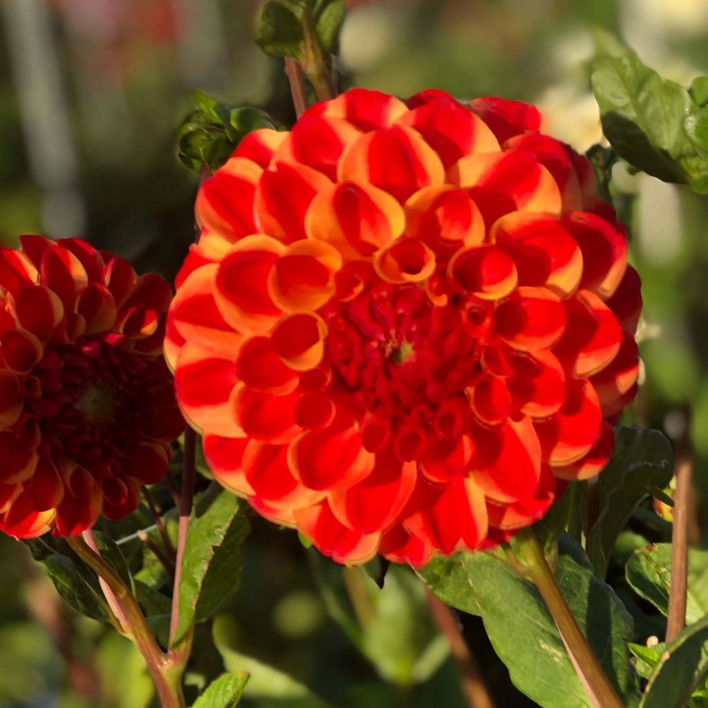 Dahlia balle Jescot Lingold  