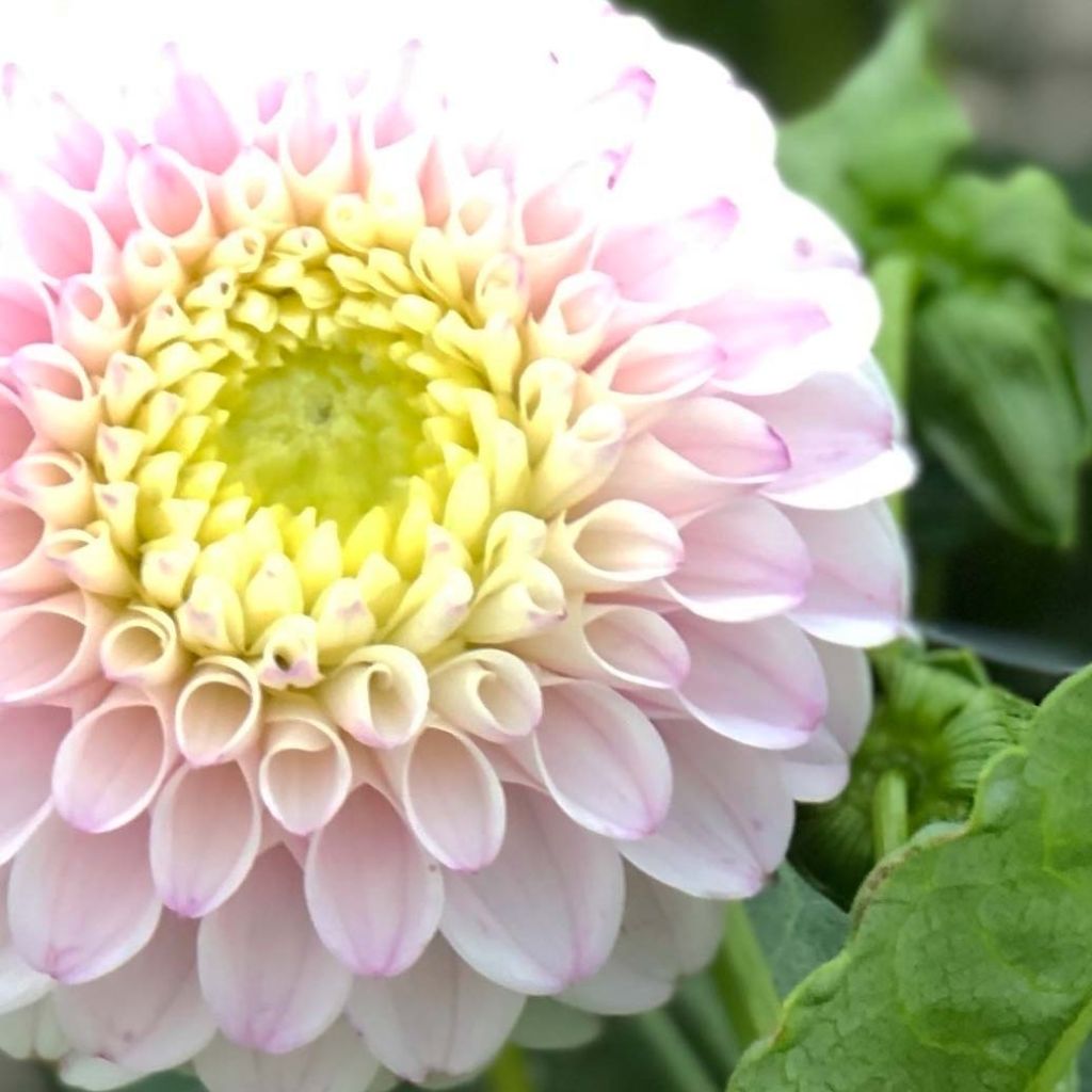 Dahlia balle Pink Pearl