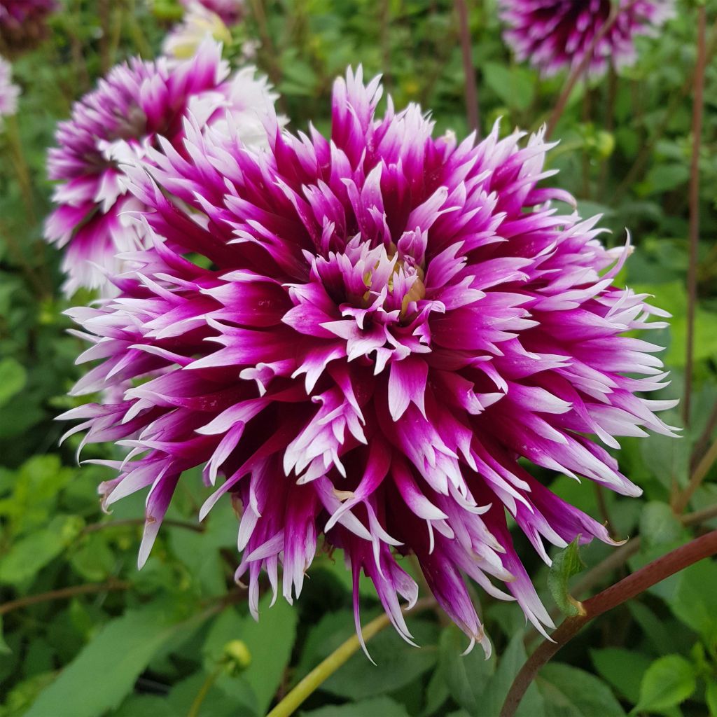 Dahlia cactus dentelle Clair Obscur