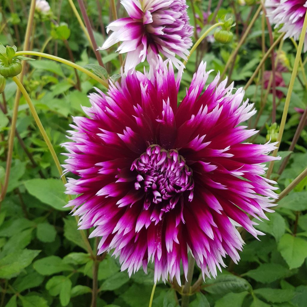 Dahlia cactus dentelle Clair Obscur