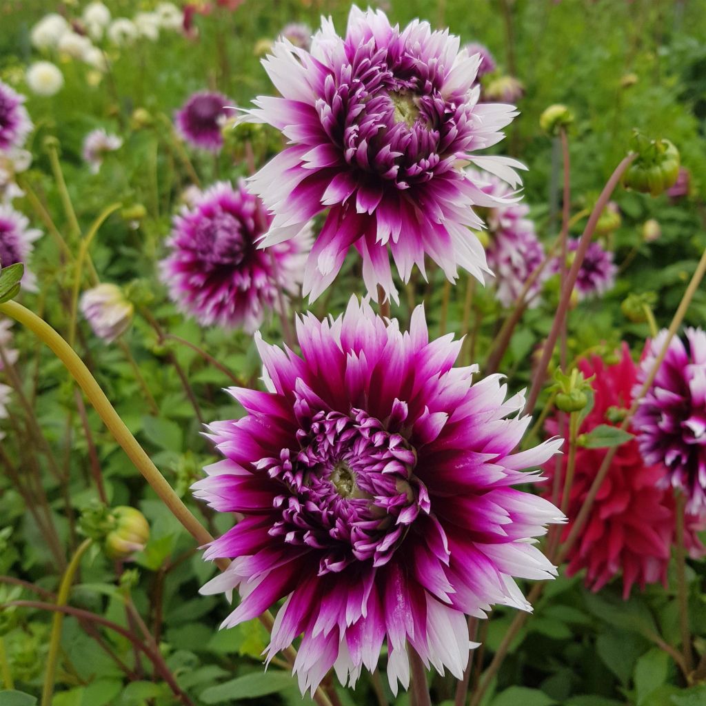 Dahlia cactus dentelle Clair Obscur