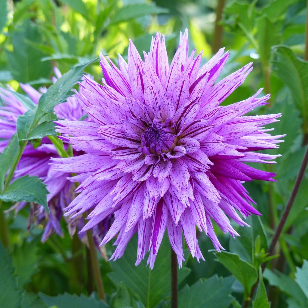 Dahlia cactus dentelle Striped Ambition