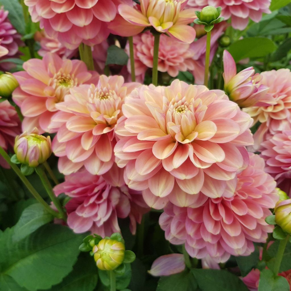 Dahlia camélia Milena Fleur