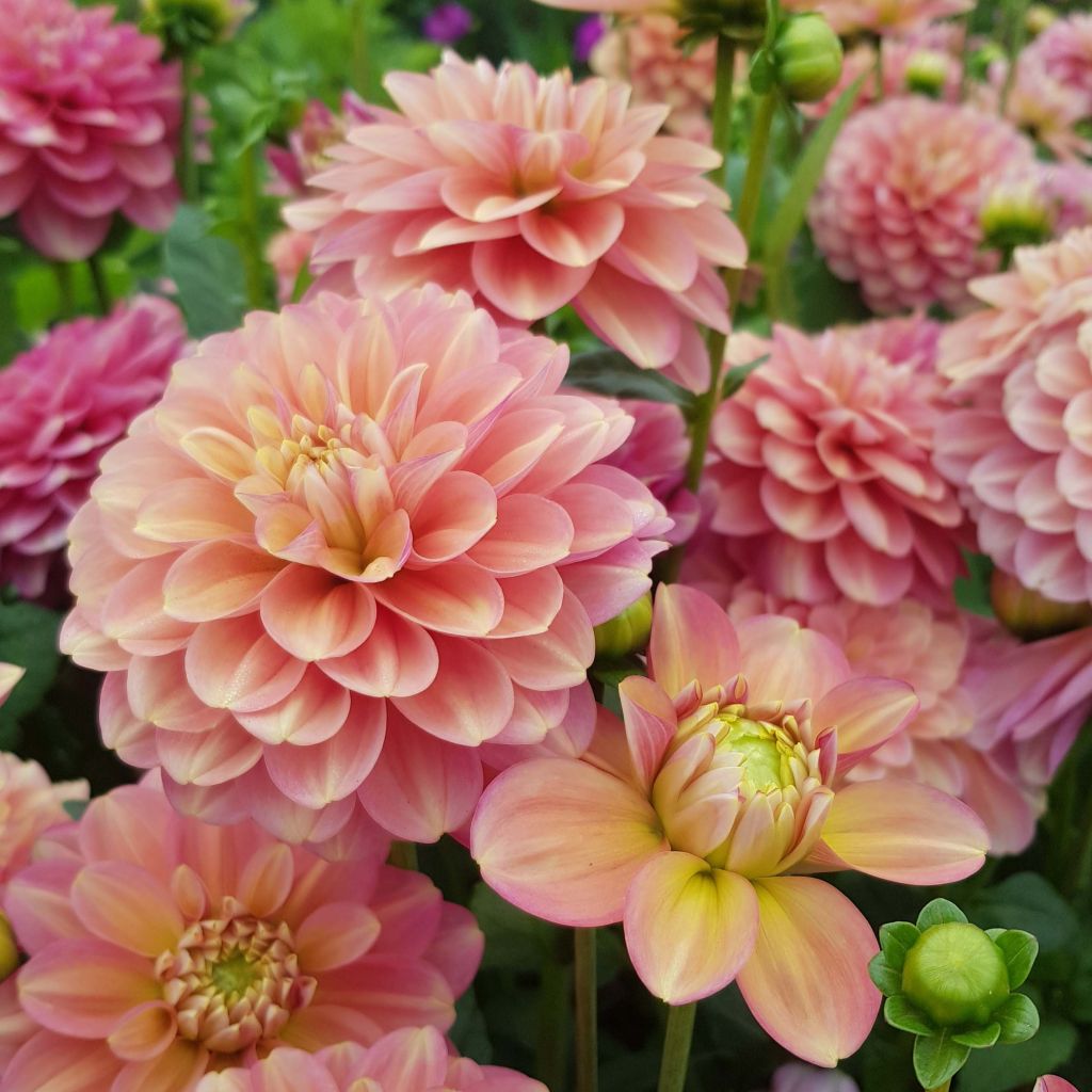 Dahlia camélia Milena Fleur