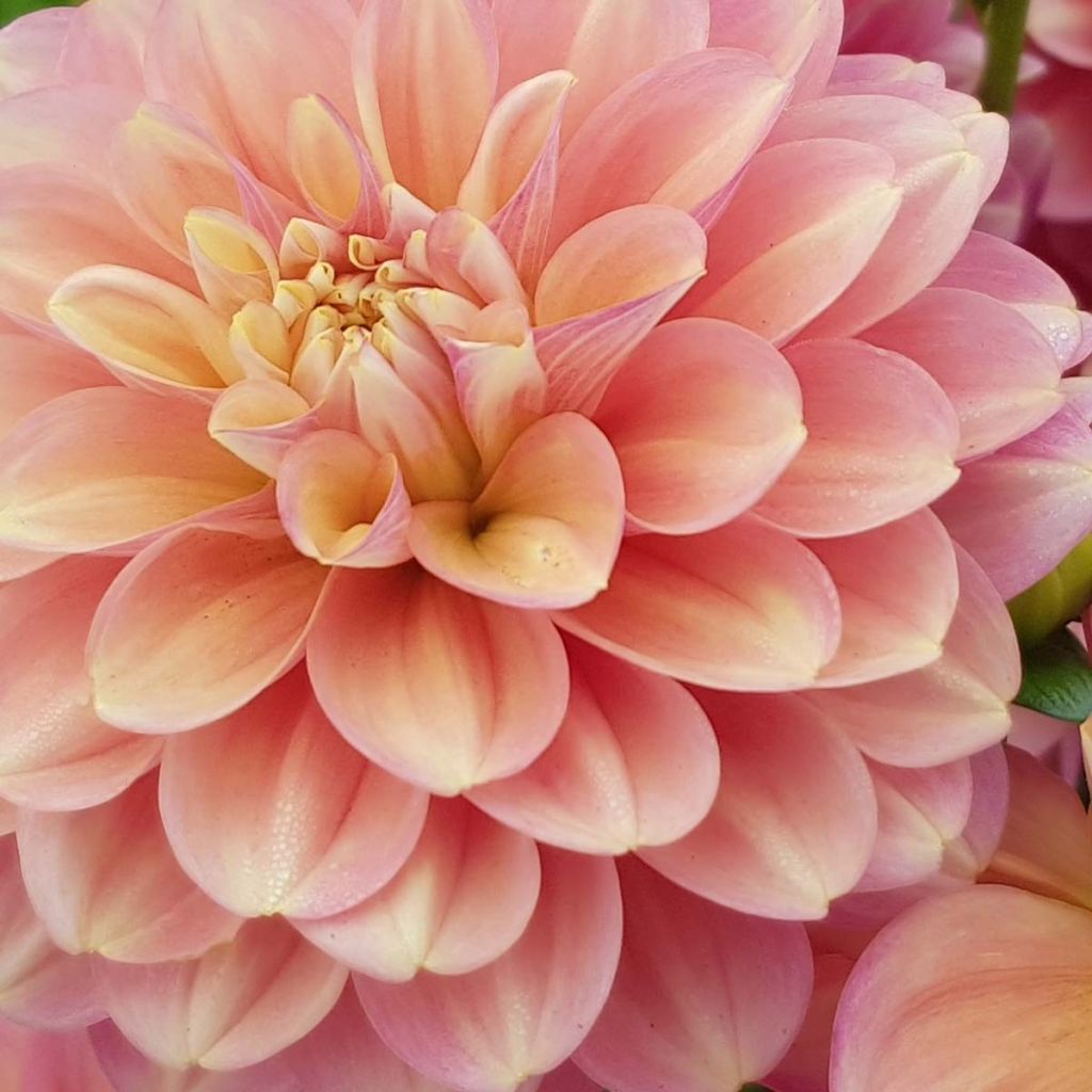 Dahlia camélia Milena Fleur