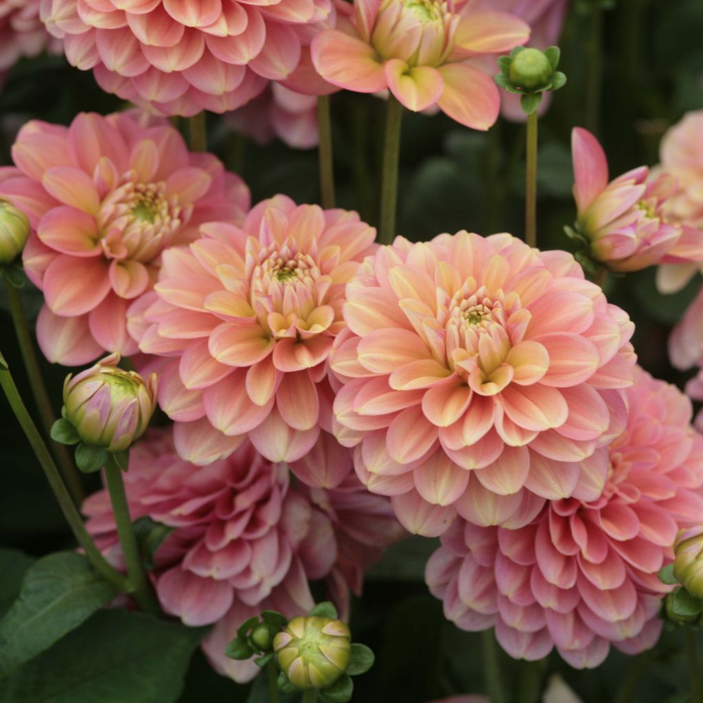 Dahlia camélia Milena Fleur