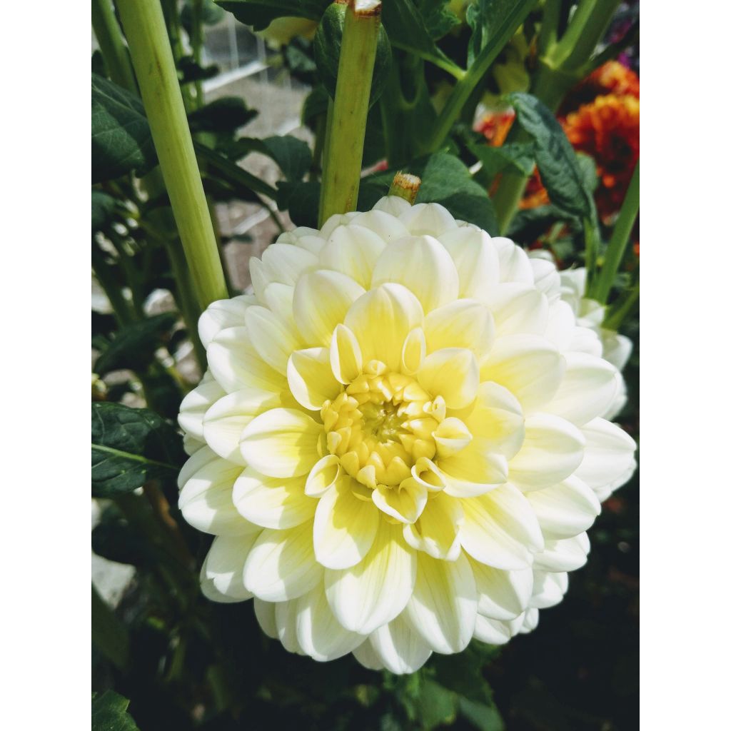 Dahlia camélia Vanilla