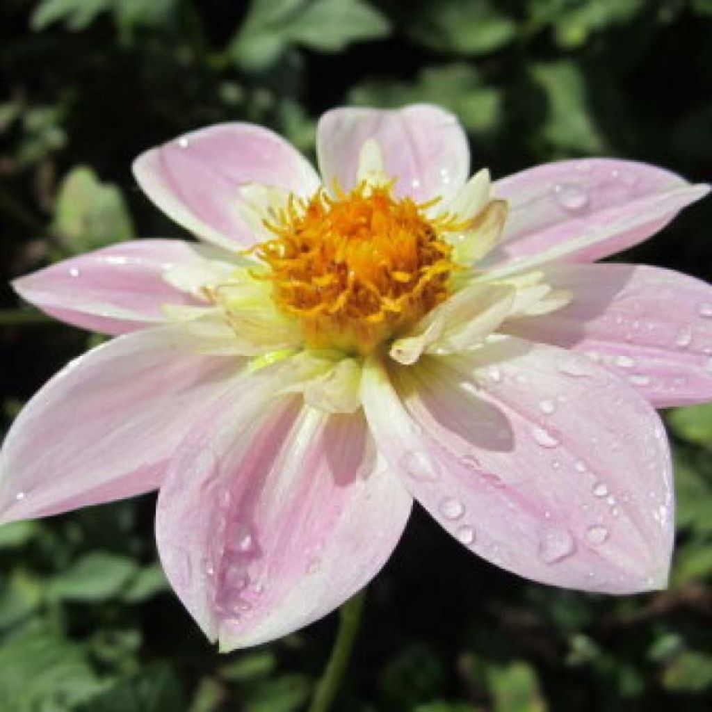 Dahlia collerette Impression Famoso