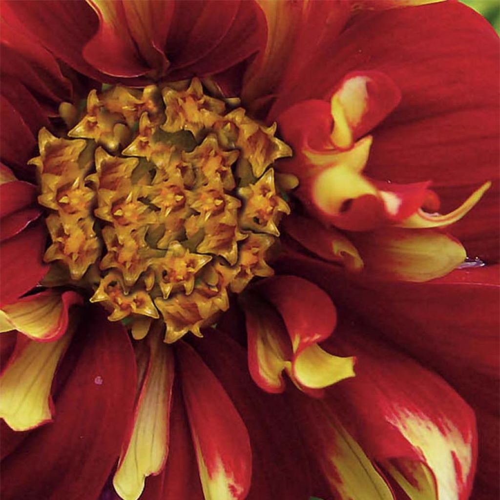 Dahlia collerette Impression Festivo