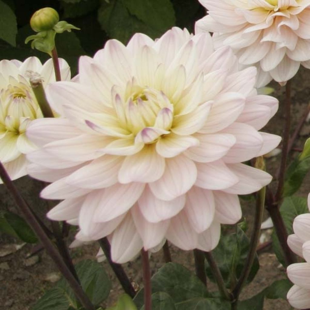 Dahlia Diana's Memory