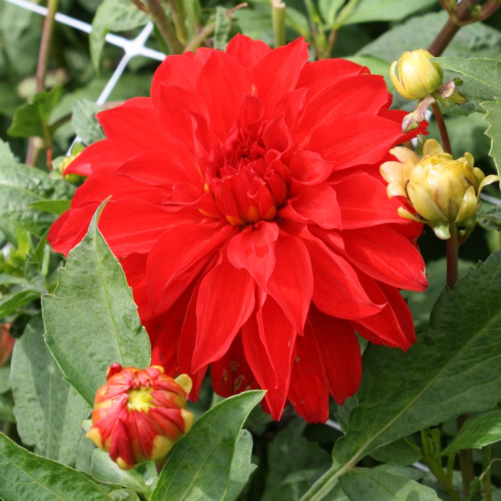 Dahlia géant Barbarossa