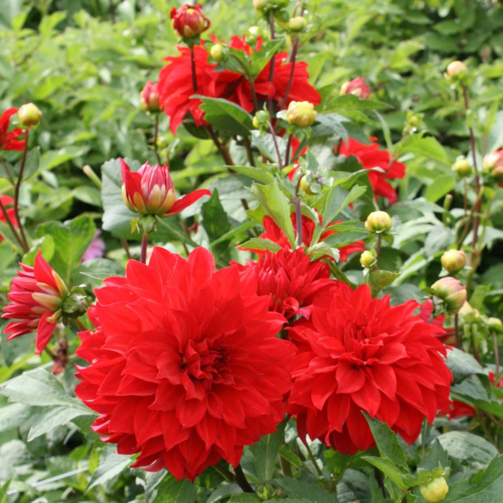 Dahlia géant Barbarossa