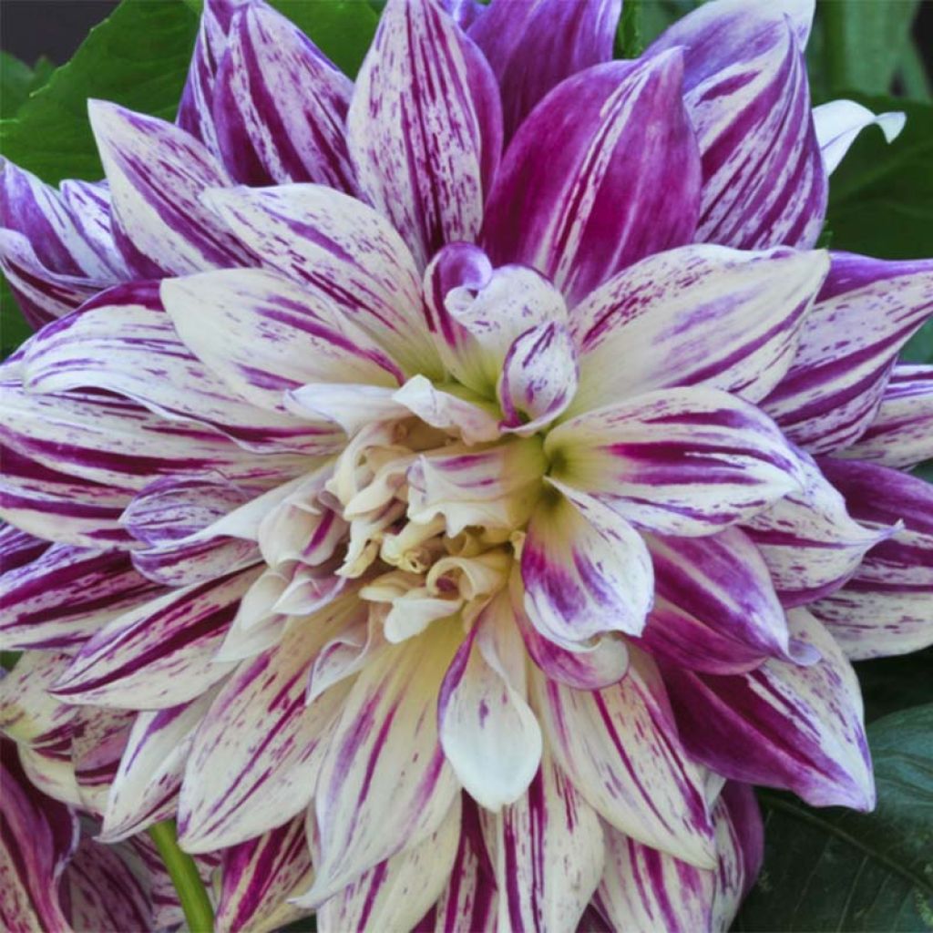 Dahlia géant Bristol Stripe