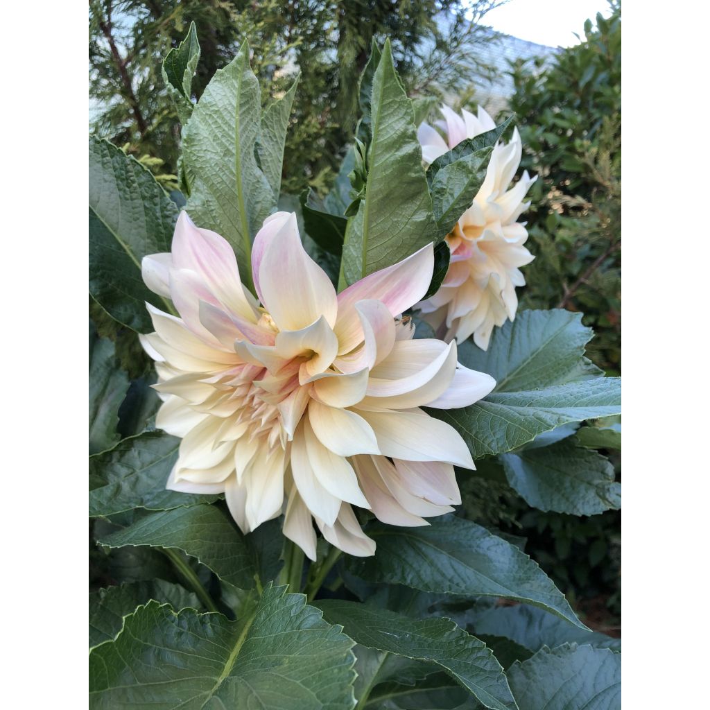 Dahlia géant Café Au Lait