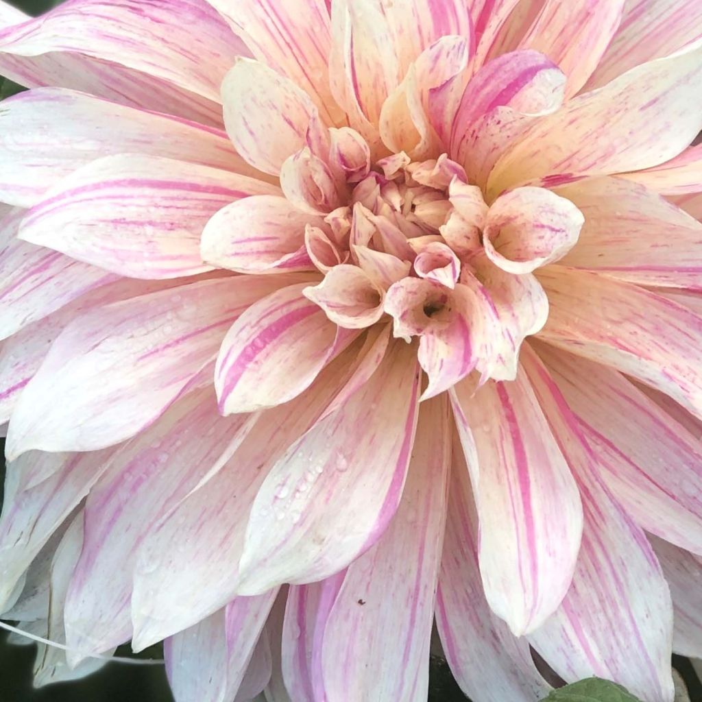 Dahlia géant Café au Lait Twist