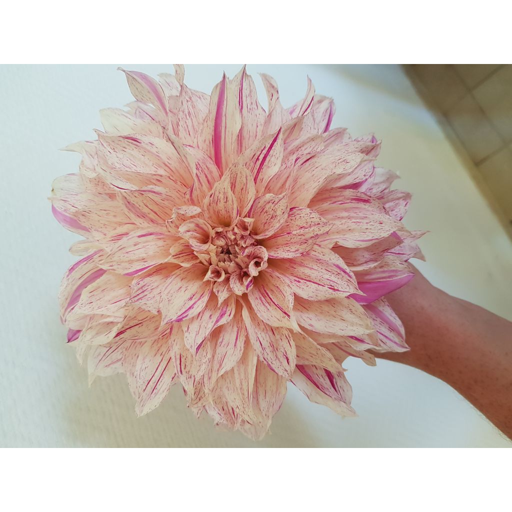 Dahlia géant Café au Lait Twist