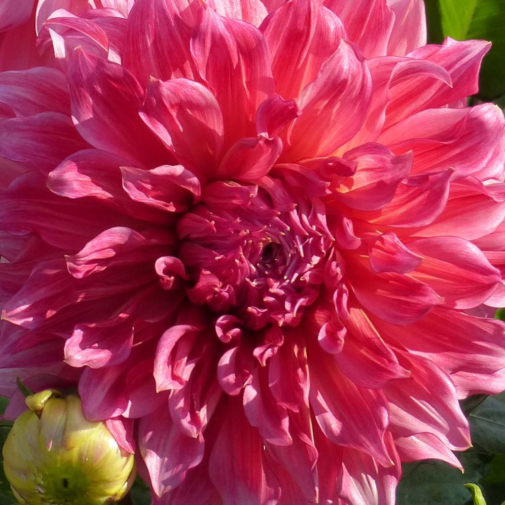 Dahlia géant Islander