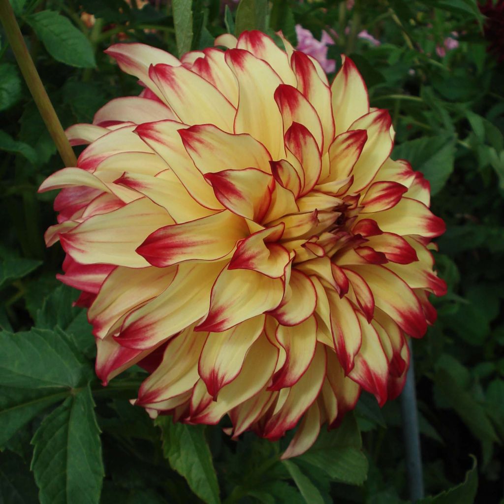 Dahlia géant Lady Darlene