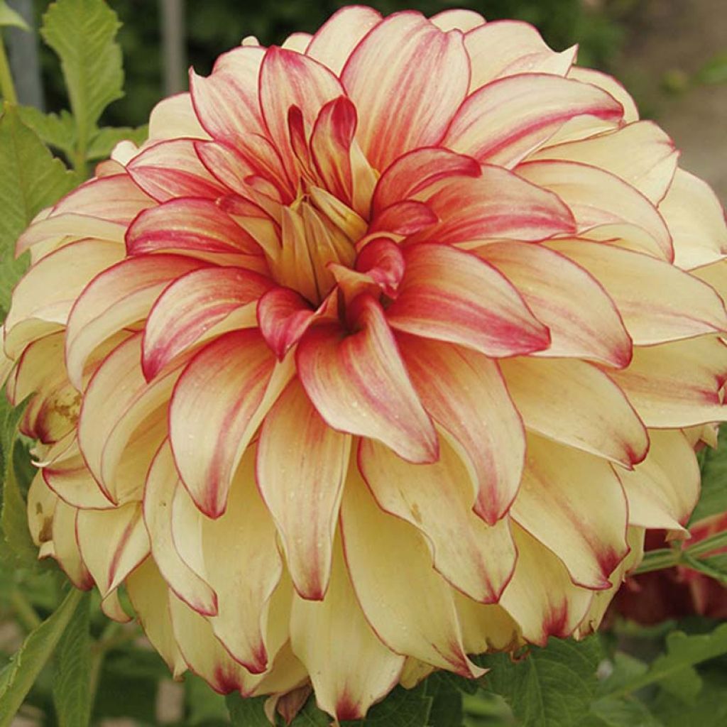 Dahlia géant Lady Darlene