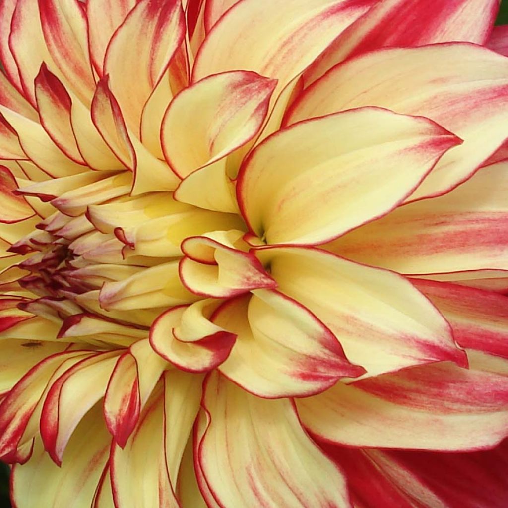 Dahlia géant Lady Darlene