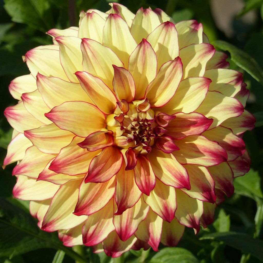 Dahlia géant Lady Darlene