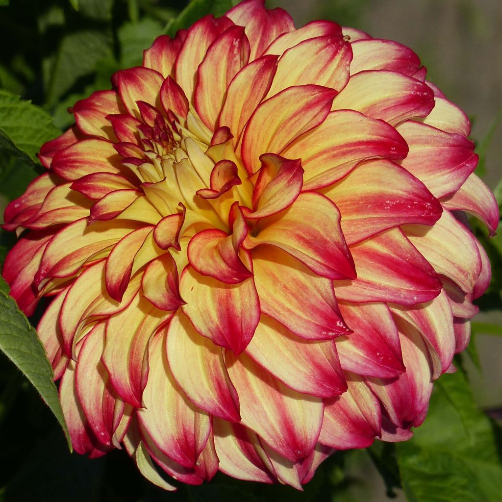 Dahlia géant Lady Darlene